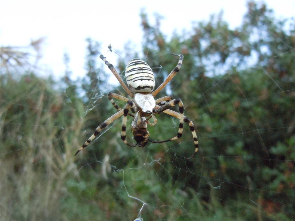 Argiope bruennichi + Argyrodes + dittero scroccone